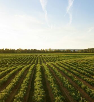 Optimiza tu producción con el Cuaderno de Campo para Agricultores: Registro y seguimiento de tus cultivos